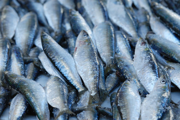 sardines