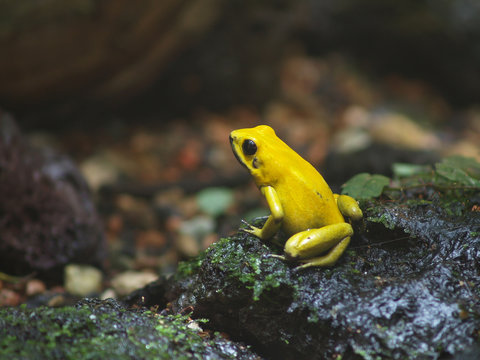 Pfeilgiftfrosch