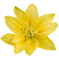 yellow lily