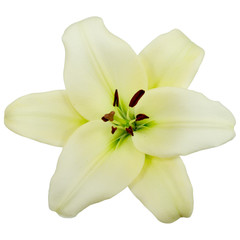 Fototapeta na wymiar biała lilia