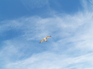 Möwe
