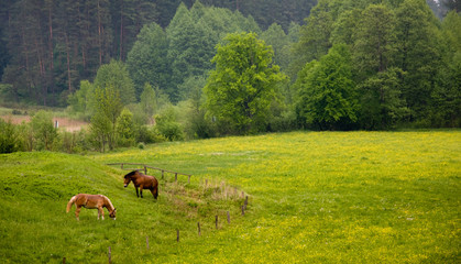 Two horses on meadow