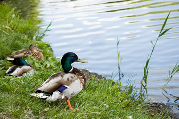 Duck male on lake shore