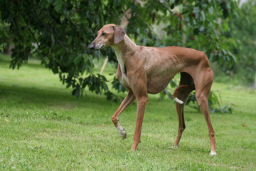 le levrier en train de marcher dans le jardin vu de profil