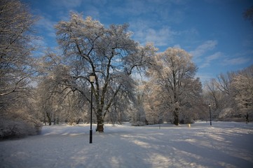 Obraz premium winter park 2