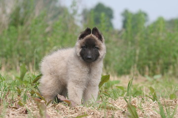 Chiot Berger Belge de Tervueren à la campagne