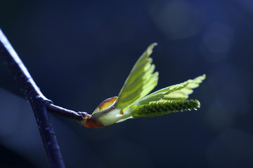 Le bourgeon prend son envol