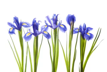 Photo sur Plexiglas Iris Iris d& 39 art