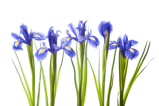 Art irises