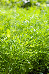 fresh dill herb .close up .shallow DOF