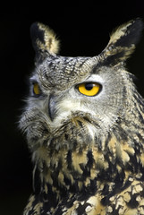 long eared owl