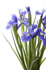 Art irises