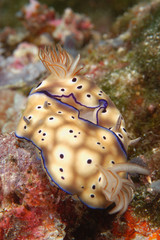 Mating Nudibranchs