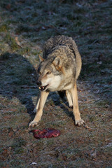 Fressender Wolf