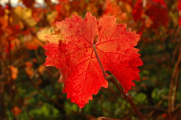 Weinblatt im Herbst