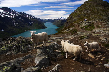 Sheep in Jotunheim national park,  Norway - obrazy, fototapety, plakaty