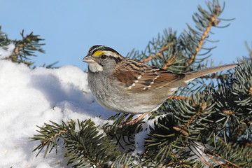 Bird In Snow