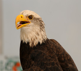 Bald eagle