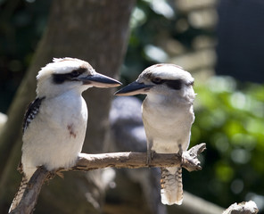 Fototapeta premium two birds staring