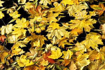 Leaves on water 3