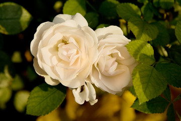 Roses 6
