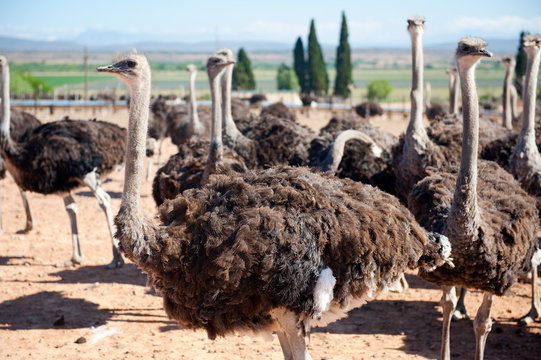 ostrich of South Africa