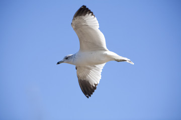 Seagull in Flight 9690