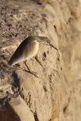 héron bihoreau egypte