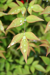 green branch whith rain drops