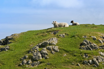 Sheep on the hill