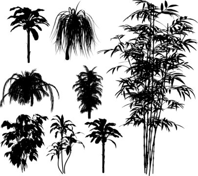 bamboo and other tropical plant VECTOR