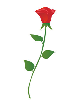 Vector illustration of single red rose