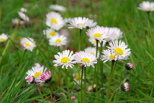 G&auml;nsebl&uuml;mchen - daisy 03