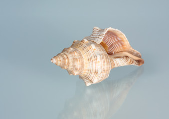 Conch Shell