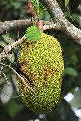 Artocarpus heterophyllus ( Jacquier )