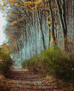 Field road along the strange misty forest