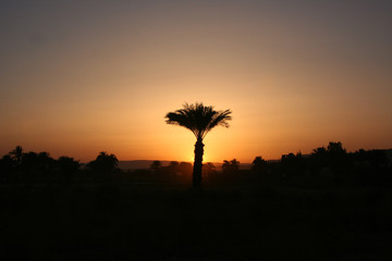 Palme im Abendlicht nahe dem Tal der Könige - Ägypten