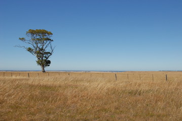 Arbre solitaire dans l'outback australien