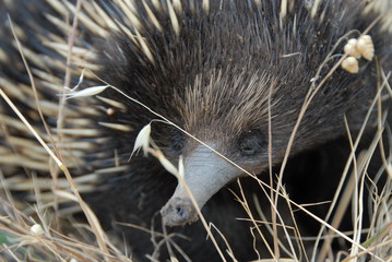 Echidn&eacute; en Australie 2