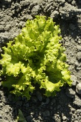 Green lettuce country in Spain