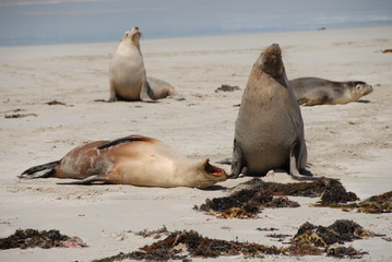 Otaries à Seal Bay sur Kangaroo Island 1