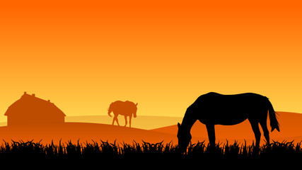 Fototapeta na wymiar two horses on pasture at sunset in summer