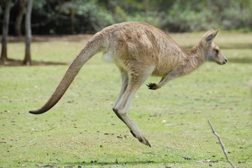 Kangourou forester en Tasmanie 3