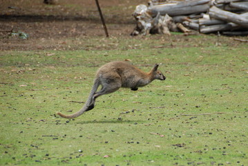 Wallabie en Tasmanie 3