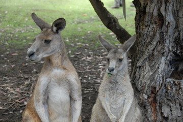 Kangourou forester en Tasmanie 9