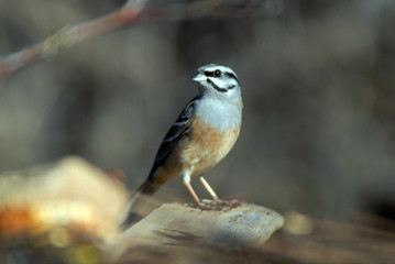 Obraz premium Escribano montesinos