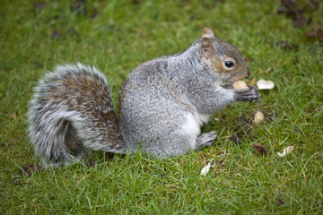 Grey Squirrel (Sciurus carolinensis), friend or foe?