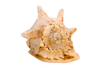 Seashell isolated