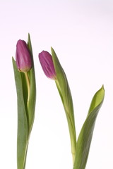 Tulpen