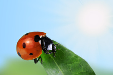 Seven-spot ladybird